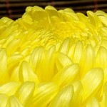 cropped-800px-Chrysanthemum_morifolium_November_2007_Osaka_Japan.jpg