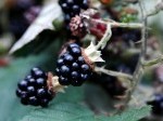 9489346-harvesting-ripe-blackberries-in-a-sunny-garden