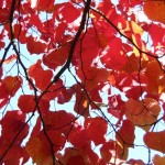 Autumn leaf small