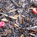 Rhubarb small