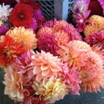 Autumn dahlias