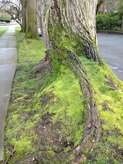 Tree moss