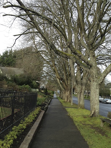 Trees and sidewalk